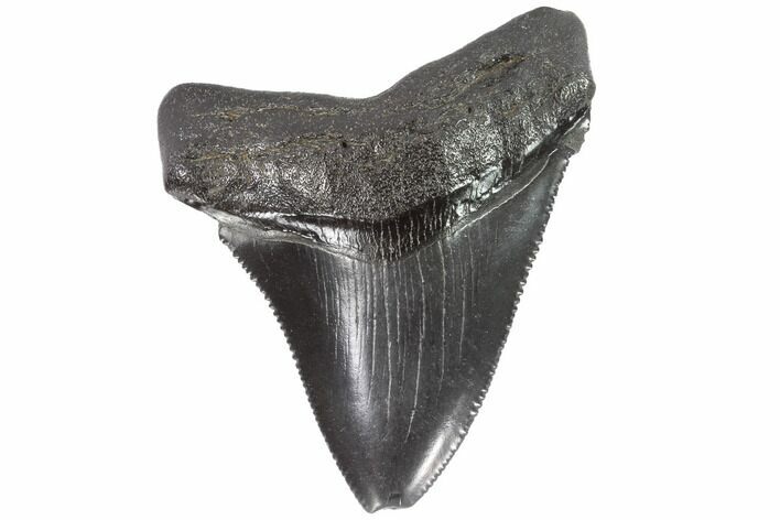 Serrated, Juvenile Megalodon Tooth - Georgia #91129